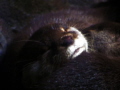   Otters sleeping taken my trusted Canon Powershot no flash natural lighting  
